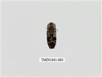 藏品(菲律賓產昆蟲)的圖片